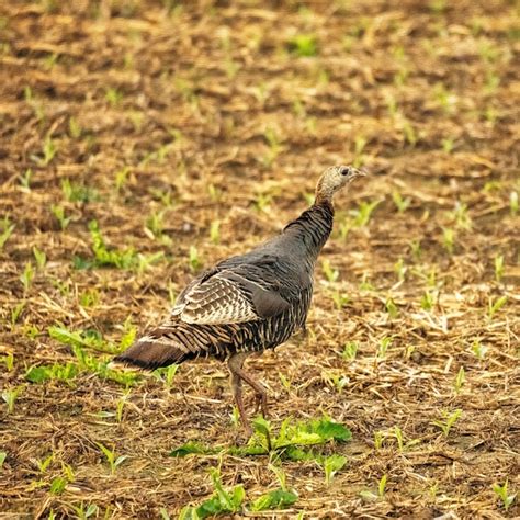 Premium Photo Closeup Of A Wild Turkey Photo