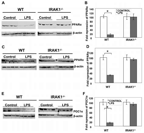 Effect of LPS on PPAR α and PGC1 α protein levels in WT and IRAK1