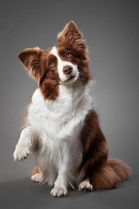 22 Brown Border Collies Ideas Collie Dogs And Puppies Brown Border