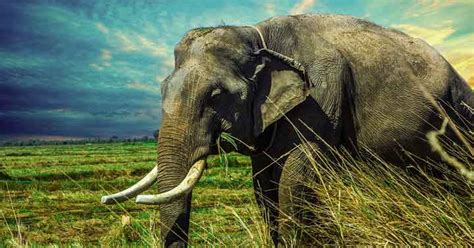 Sonhar Elefante O Que Significa Bom Ou Mau Press Gio