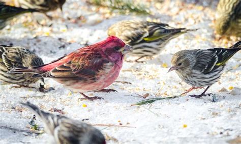 Interesting Facts About Finches Why A Group Is Called A Charm Byrder