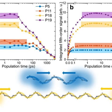 The Role Of Exciton Relative Delocalization Length A Calculated