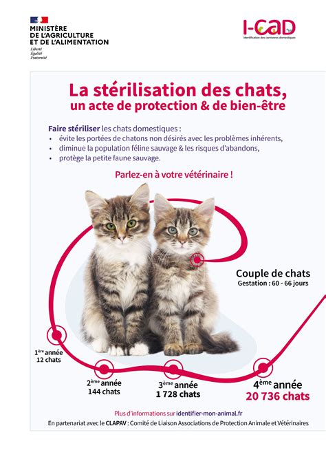 Lintérêt De La Stérilisation Des Chats