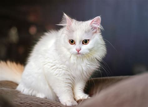 Premium Ai Image Photo Of A Cute White Cat Generative Ai