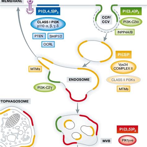 Mechanism For The Phospho Regulation Of STiM1 EB1 Interaction Proposed