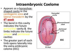 Body Cavities Primitive Mesenteries And Diaphragm Pdf