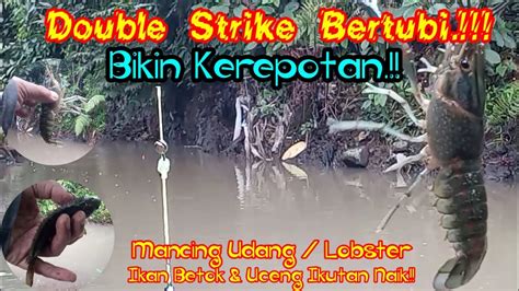 Mancing Udang Lobster Air Tawar Part 2 Ikan Betok Dan UcengDouble