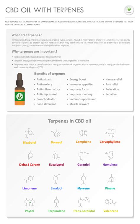 Cbd Oil With Terpenes Vertical Business Infographic Illustration About