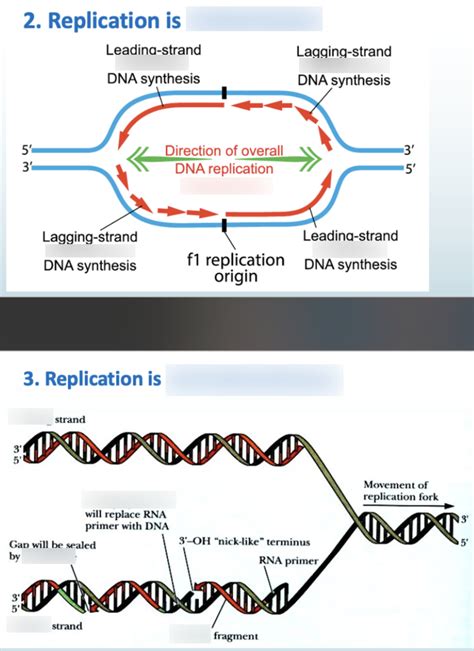 Dna Replication Diagram Quizlet