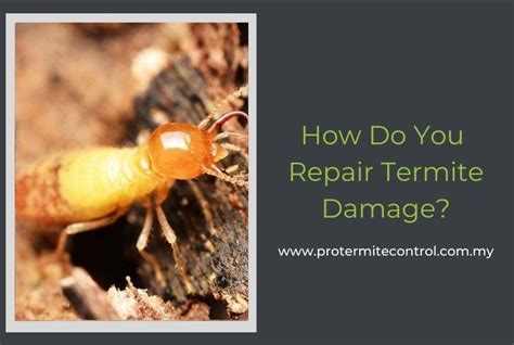 How Do You Repair Termite Damage Extensive Guide