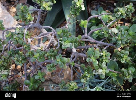 Crosbys Dwarf Jade Plant Hi Res Stock Photography And Images Alamy