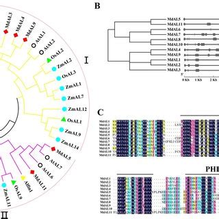 Relative Expression Analysis Of MdAL Genes And Subcellular Localization