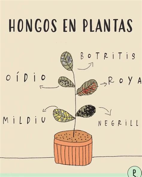 Cómo eliminar el moho de la tierra en las plantas consejos y remedios