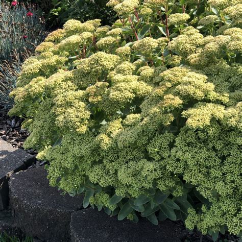 Sedum Lemon Coral™ Order Stonecrop Annuals Online