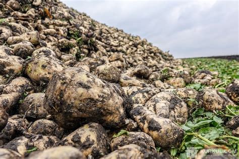 Цукрові буряки посіють до 25 квітня — КУРКУЛЬ