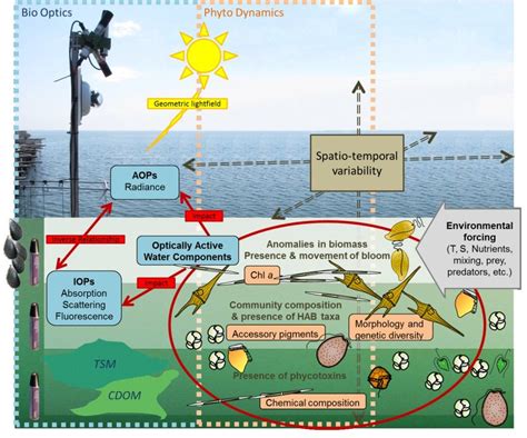 Algal Bloom Diagram