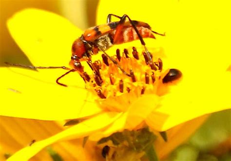 Six Spotted Flower Strangalia Beetle Strangalia Sexnotata Bugguidenet