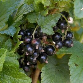 Plant Cassis Ribes Nigrum G Ant De Boskoop Vente Cassissier