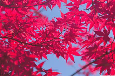 Autumn Leaves Pink Colour Wallpapers - Wallpaper Cave