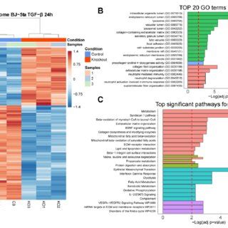 Protein Expression Profiling And Enrichment Analysis Of Alms Knockout