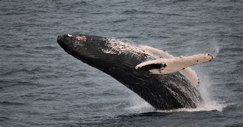 The Reykjavik Whale Watching Tour Whale Watching Tour From Reykjavik Guide To Iceland