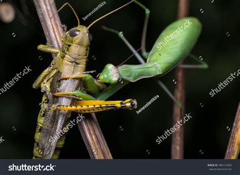 545 Praying Mantis Attack Images, Stock Photos & Vectors | Shutterstock