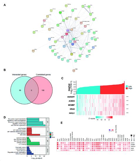 DIAPH2 Related Gene Network KEGG Pathway Analysis And GO Enrichment