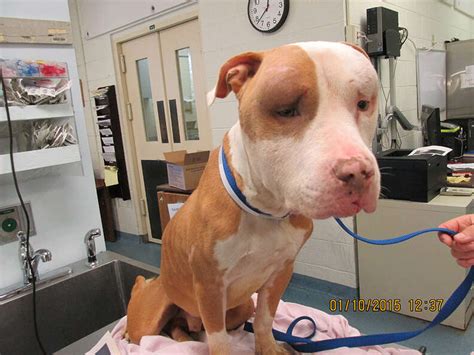 Severely Abused Pit Bull Recovering As His Fans Seek Justice The Dodo