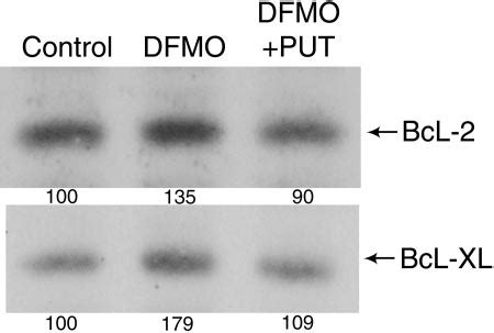 Depletion Of Polyamines Increases The Levels Of Bcl XL And Bcl 2