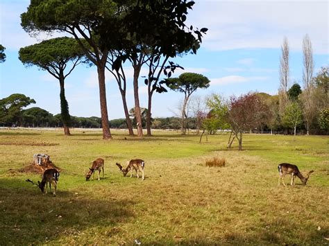 Foto Gorreri Pasqua 19 1 Parco San Rossore