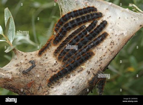 Moth Small Eggar Eriogaster Lanestris Hairy Caterpillars With Webs