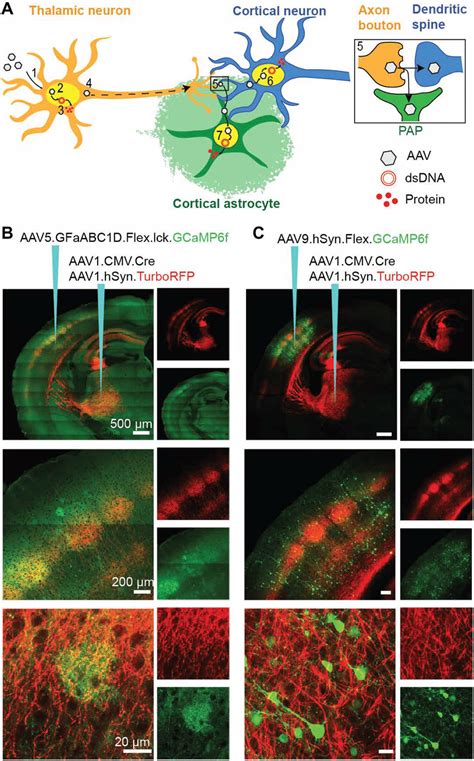 AAV1 Transfer From VPM Thalamocortical Neurons To BX Astrocytes And