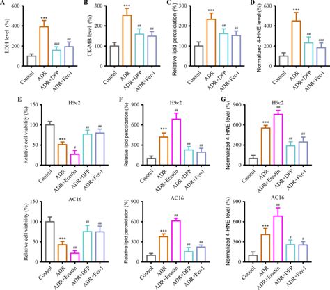 Ferroptosis Contribute To ADR Induced Myocardial Injury Mechanism A