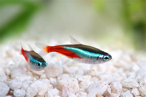 25 Small Aquarium Fish for Your Freshwater Tank