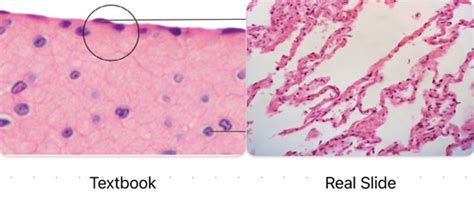 Tissues Flashcards | Quizlet