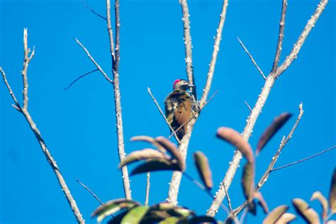 Golden Olive Woodpecker From Nueva Esperanza Palenque Chis