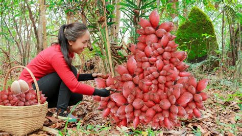 Harvesting SALAK And Goes To The Market Sell Cooking Vietnamese