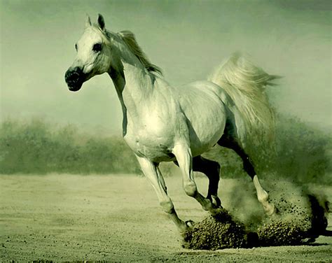 The Arab Horse Breed Origins Of The Arabian Horse Local Riding