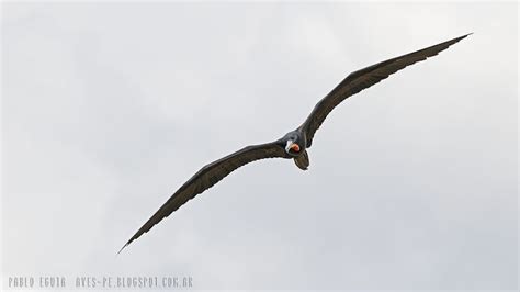 Mis Fotos De Aves Fregata Magnificens Ave Fragata Magnificent Frigatebird