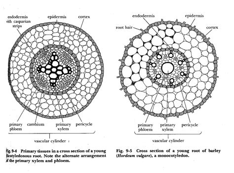 ️Xylem And Phloem Diagram Worksheet Free Download| Gambr.co