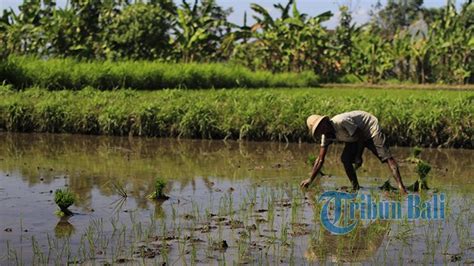 Hari Baik Menanam Padi Jagung Kacang Kacangan Selama Bulan Februari 2023 Menurut Kalender Bali