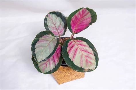 How To Grow And Care For The Calathea Roseopicta