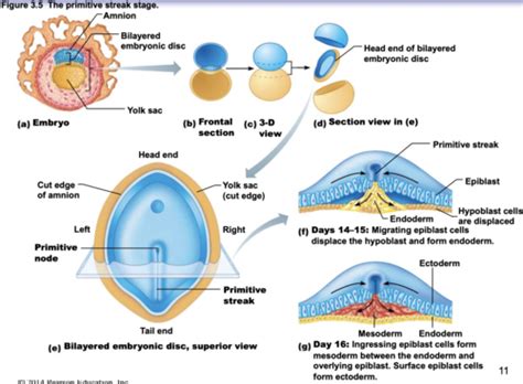 Chapter 3 Basic Embryology Flashcards Quizlet