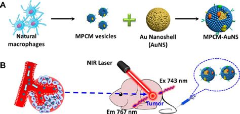 Pdf Recent Advances In Macrophage Mediated Drug Delivery Systems