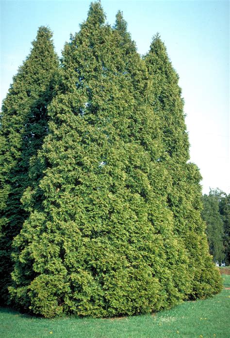 Thuja Occidentalis American Arborvitae White Cedar Van Den Berk