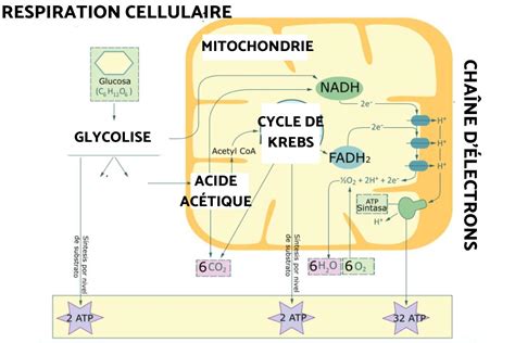 Respiration Cellulaire Définition étapes Et Types