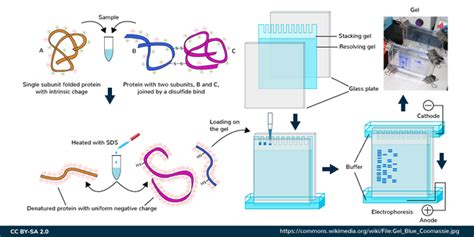 Sds Page Principle Functions Protocol Applications Geeksforgeeks