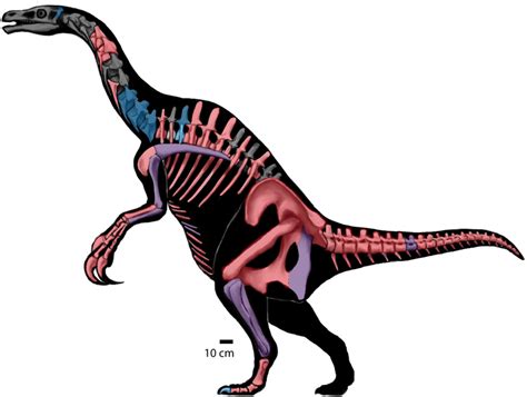 Nothronychus Skeletal Reconstruction Of Nothronychus Sp Based On Download Scientific Diagram