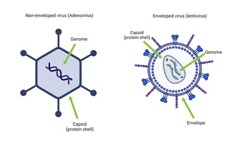 Viral Vectors 101 What Is A Virus And A Viral Vector