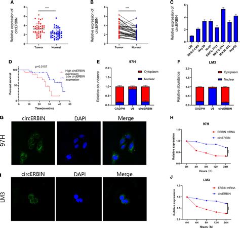 Frontiers Circular Rna Erbin Promotes Proliferation Of Hepatocellular